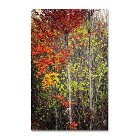 Philippe Sainte-Laudy 'Colour Touch' Canvas Art,12x19